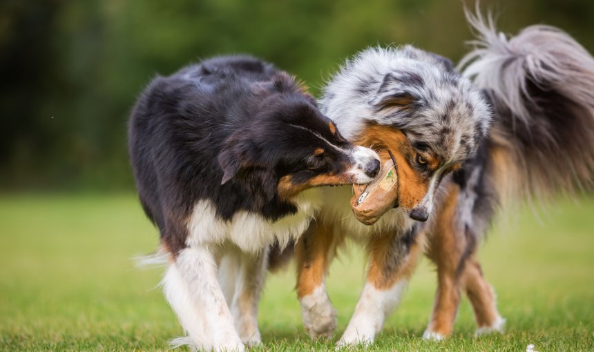 Two dogs fighting over a toy in a garden