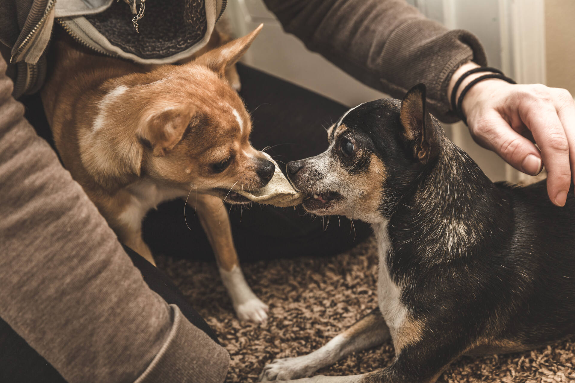 A man separating a pair of dogs fighting over a piece of cloth