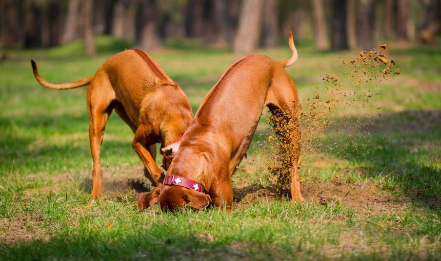 Zwei braune Hunde graben ein Loch in einer Wiese