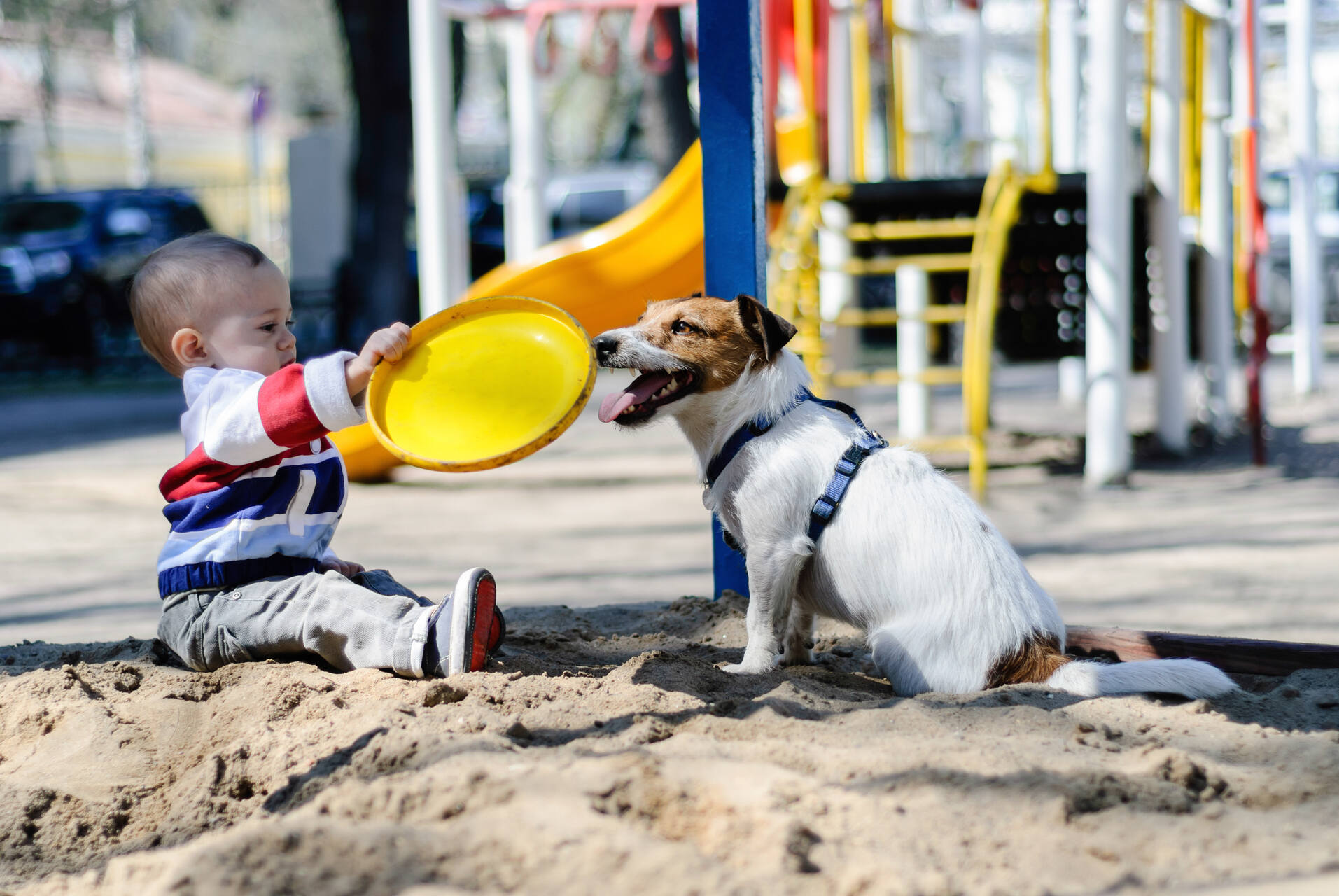 A dog and baby playing together in a sandbox