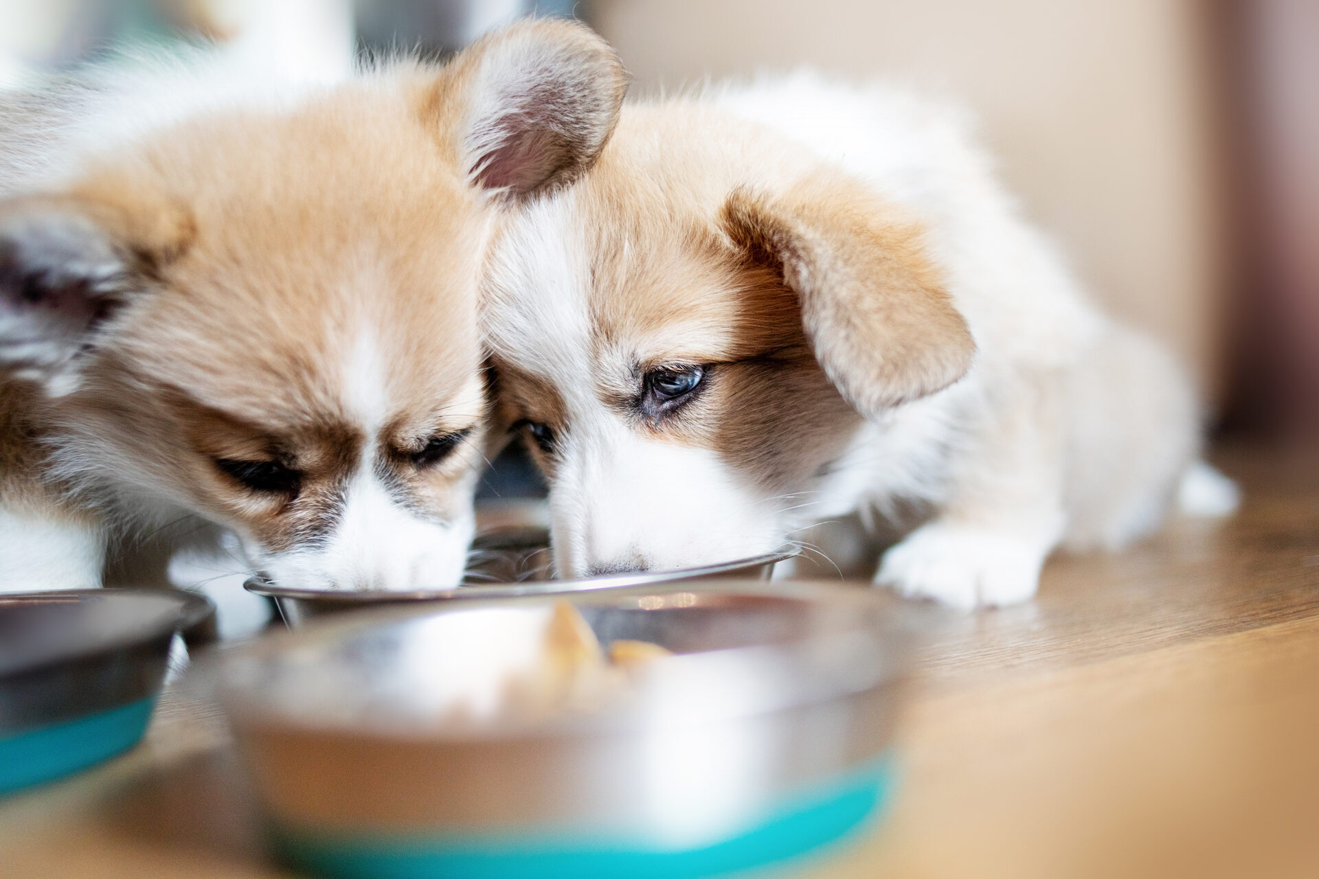 A pair of puppies feeding from the same food bowl