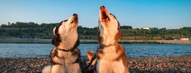 A pair of dogs howling by a lake