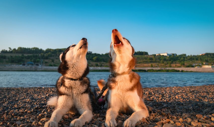 A pair of dogs howling by a lake