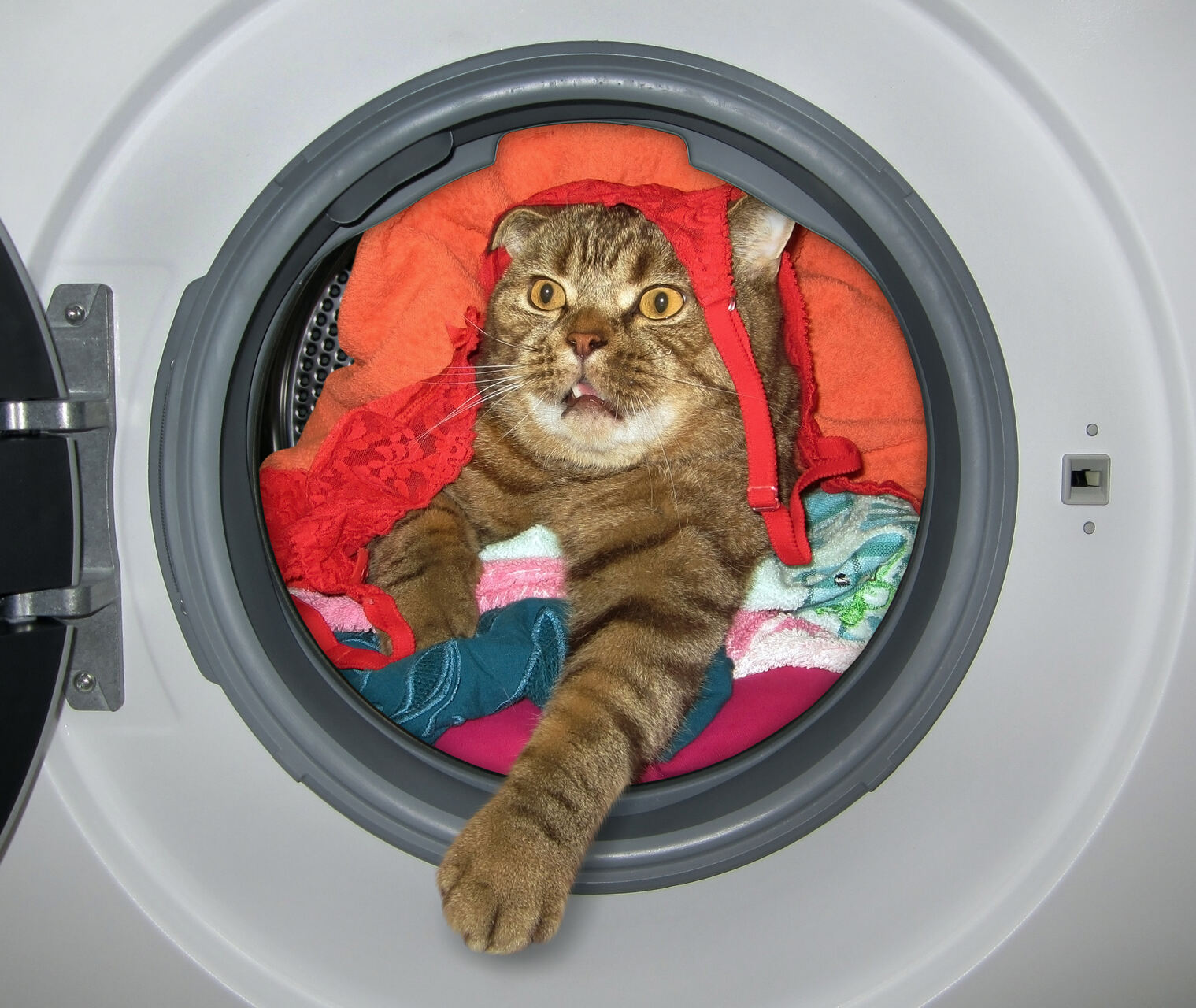 A cat stuck inside a washing machine filled with clothes