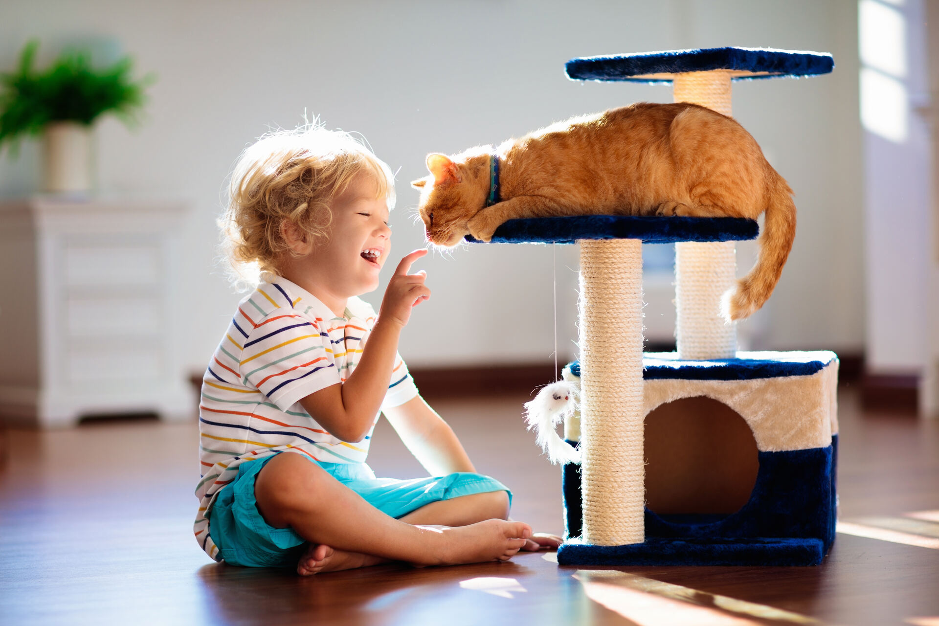 A child playing with a blind cat by a scratching post