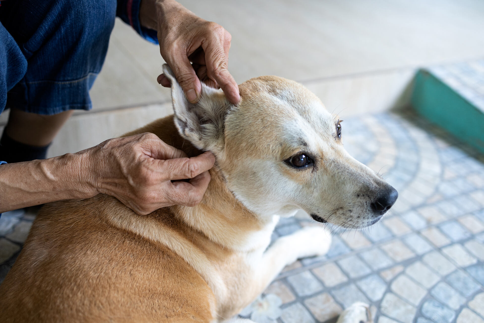 A man checking a dog for lice