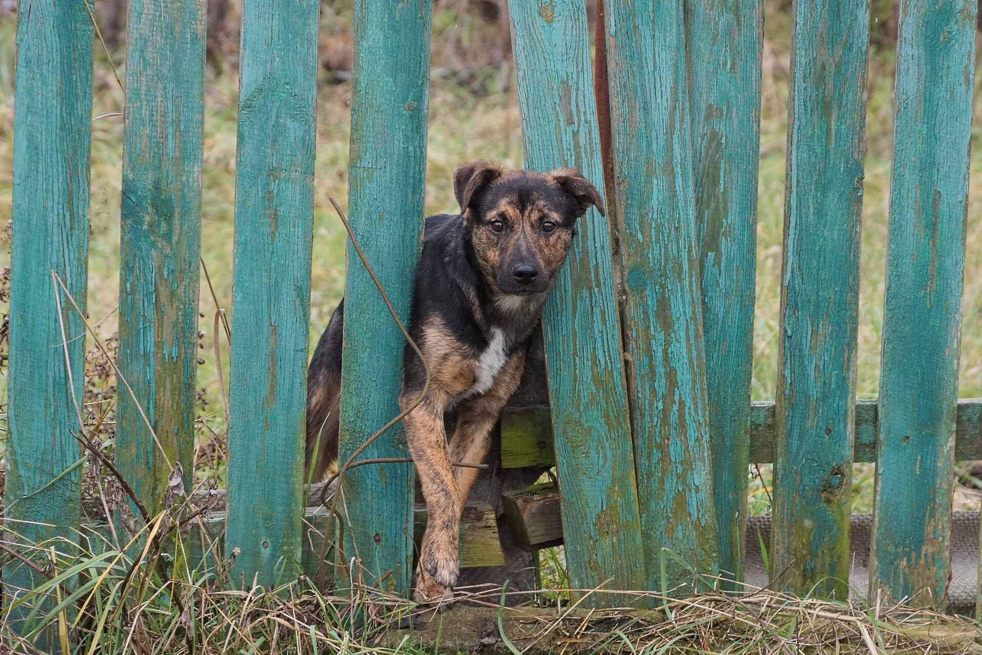 A dog sneaking outdoors through a wooden fence