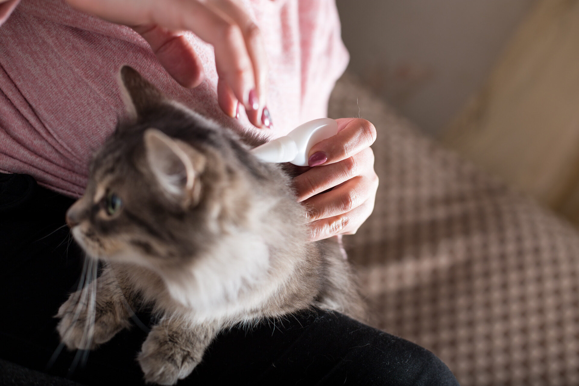 A woman applying a flea control treatment to her cat