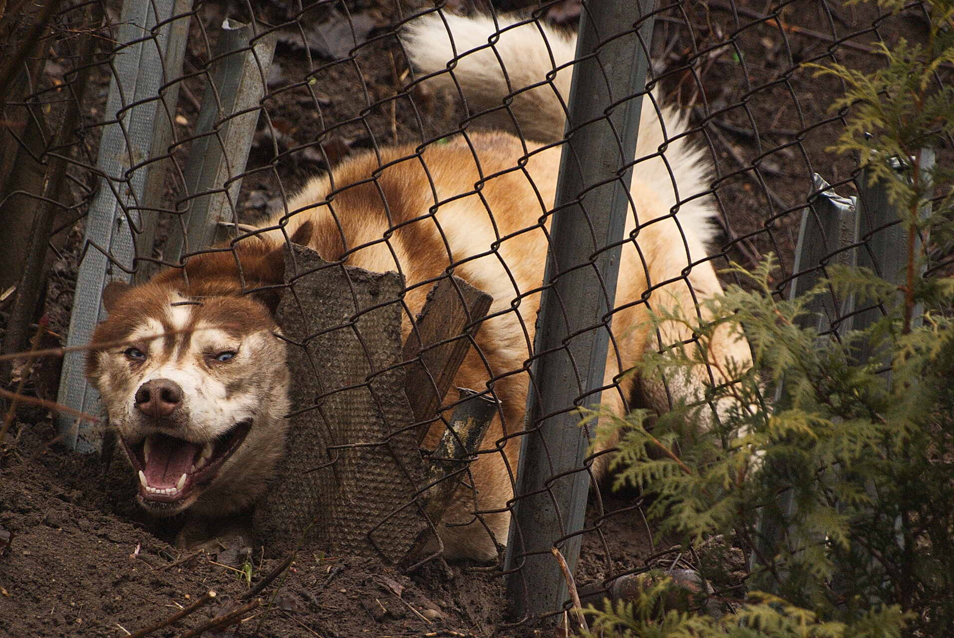 A dog digging under a wired fence