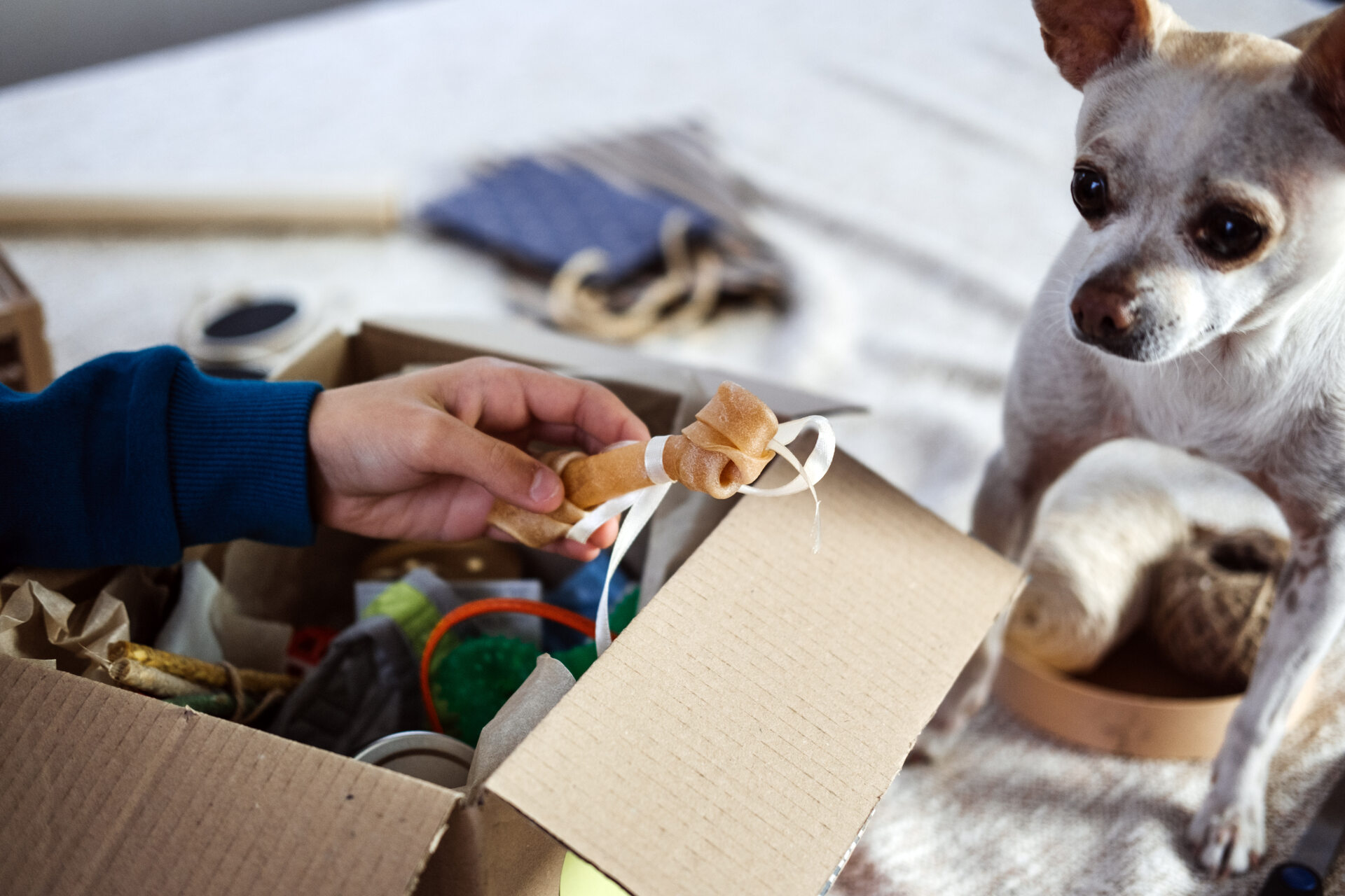 A woman inspecting a box full of her dog's favorite items