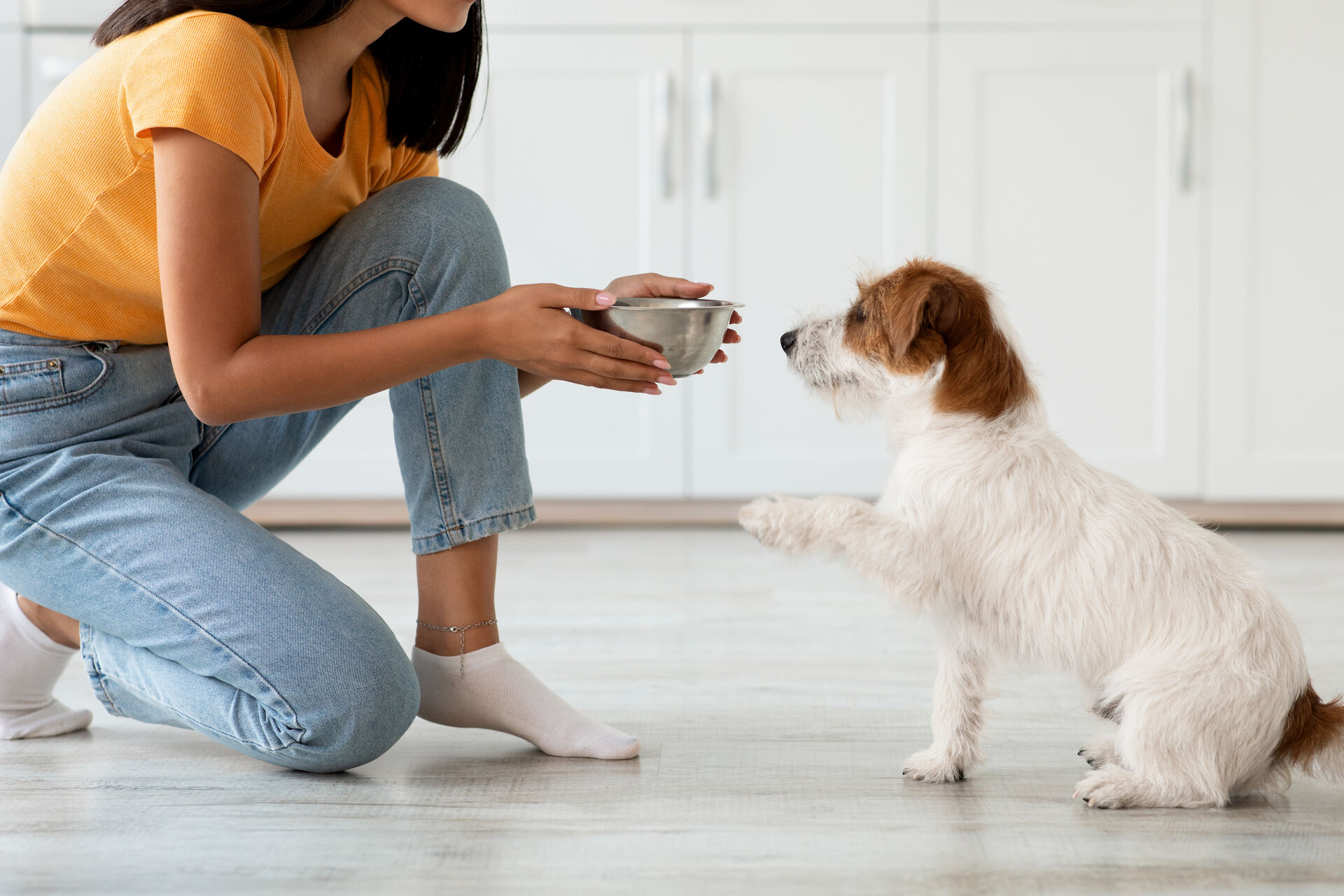 A woman training her dog to overcome its resource guarding during mealtimes