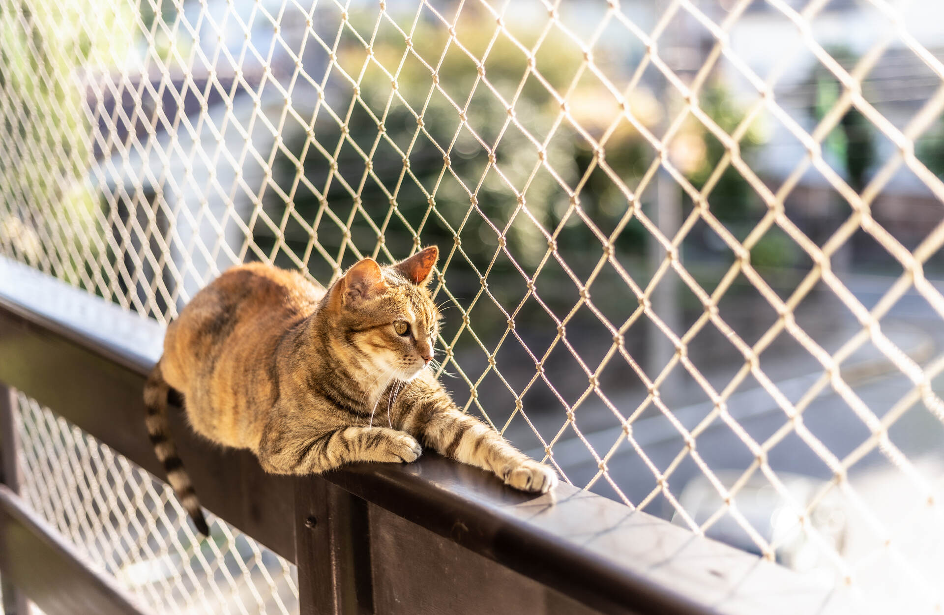 A cat sitting on a balcony with a net covering