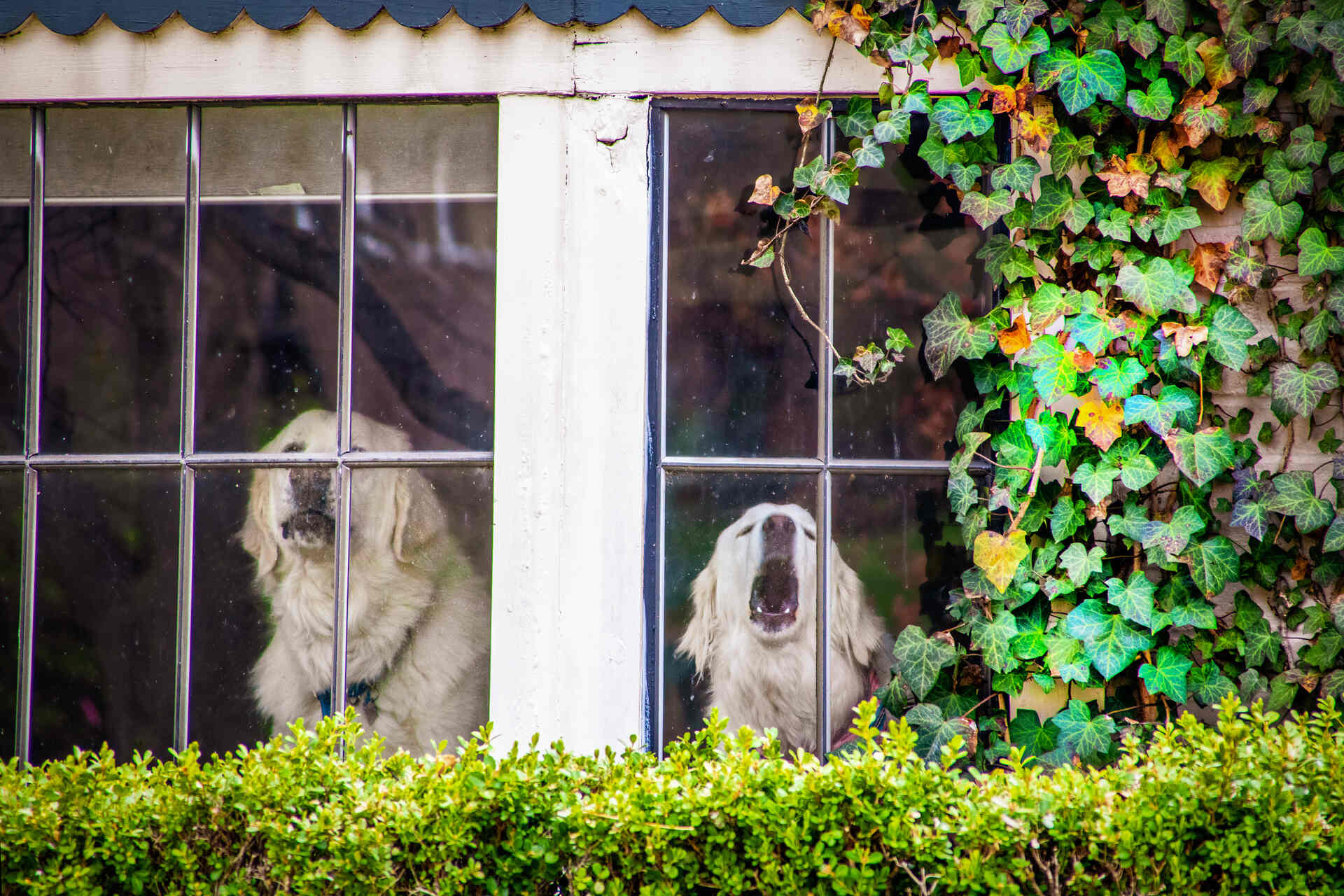 A pair of dogs howling indoors behind a window