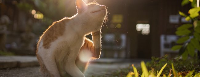 A cat scratching itself outdoors