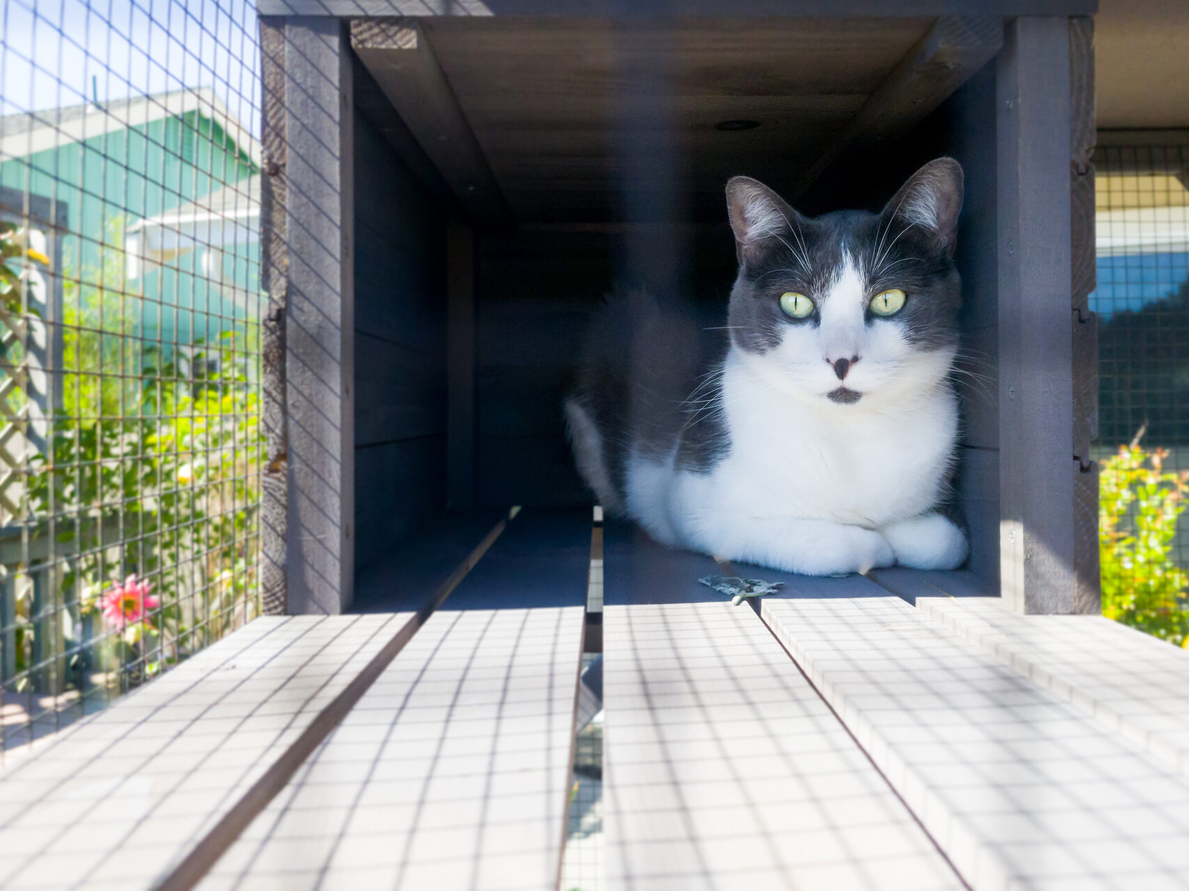 A cat sitting in an enclosed outdoor space