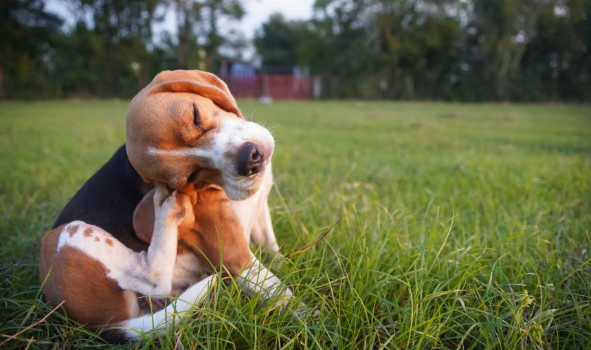 Dreifärbiger Beagle kratzt sich hinter dem Ohr