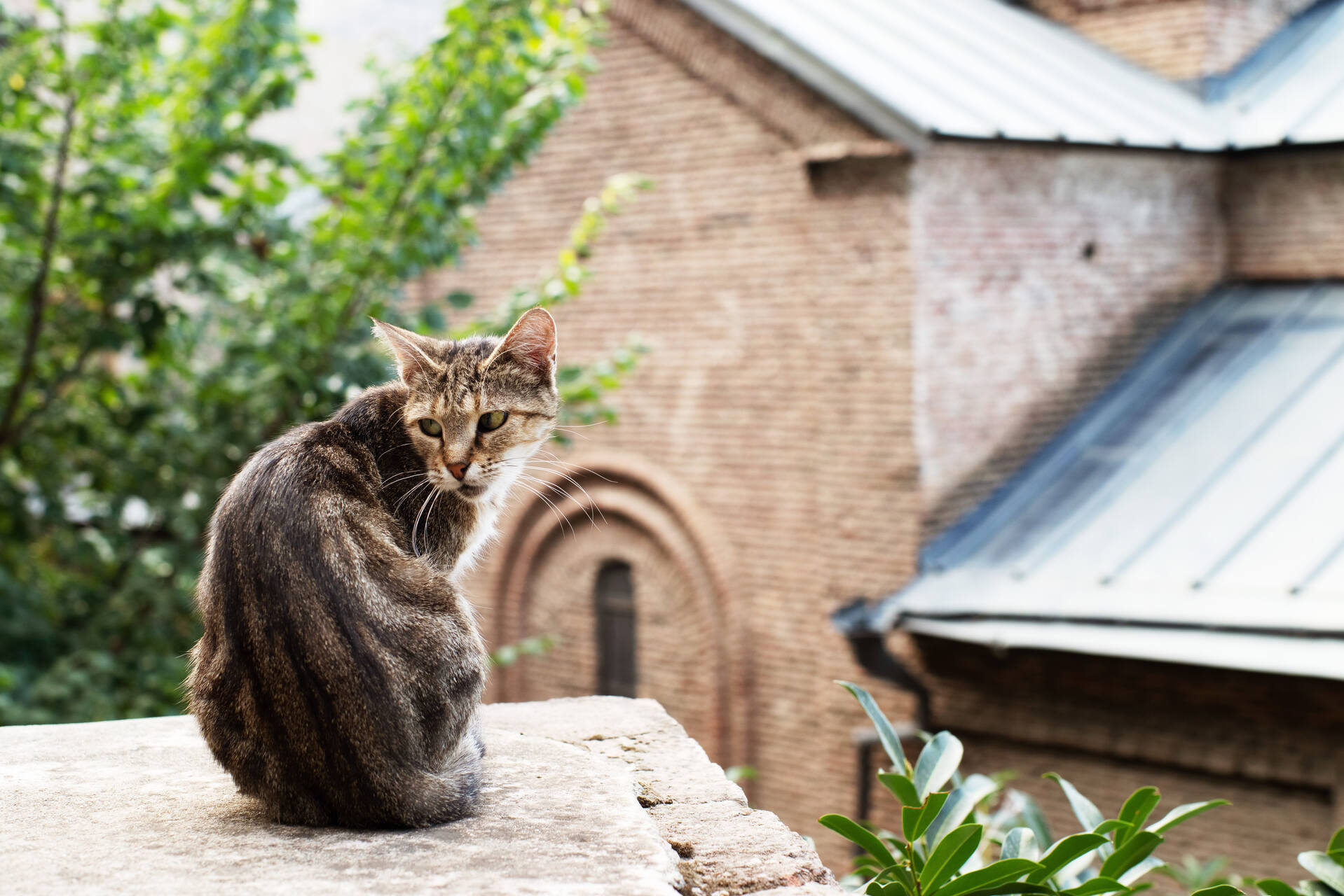 A senior cat sitting on a ledge