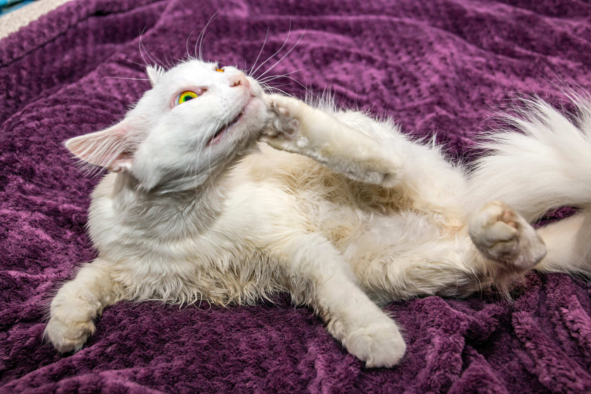 A cat scratching itself on a purple blanket