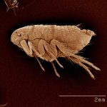 Closeup of a flea