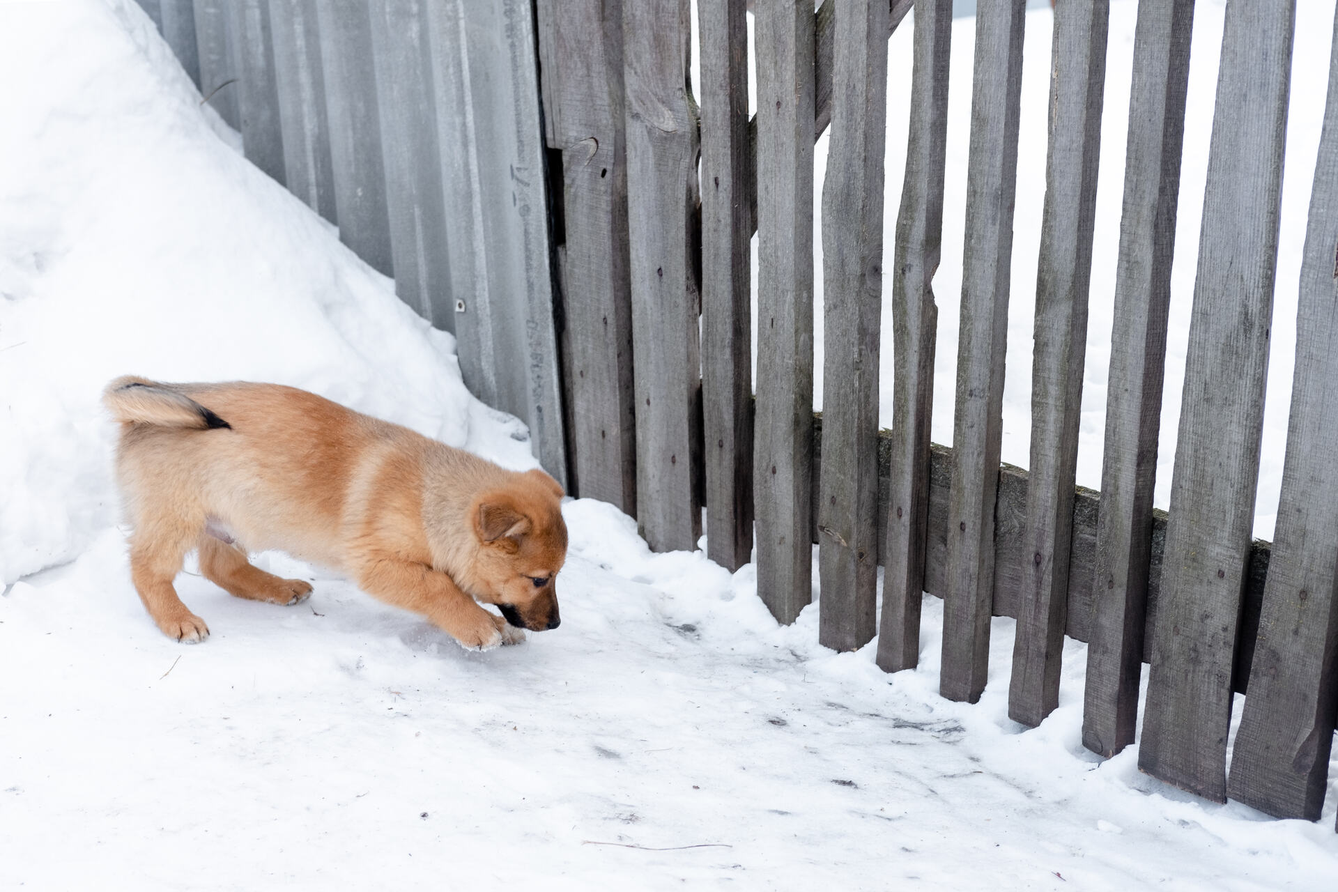 A small red puppy digging by a fence perimeter in the snow