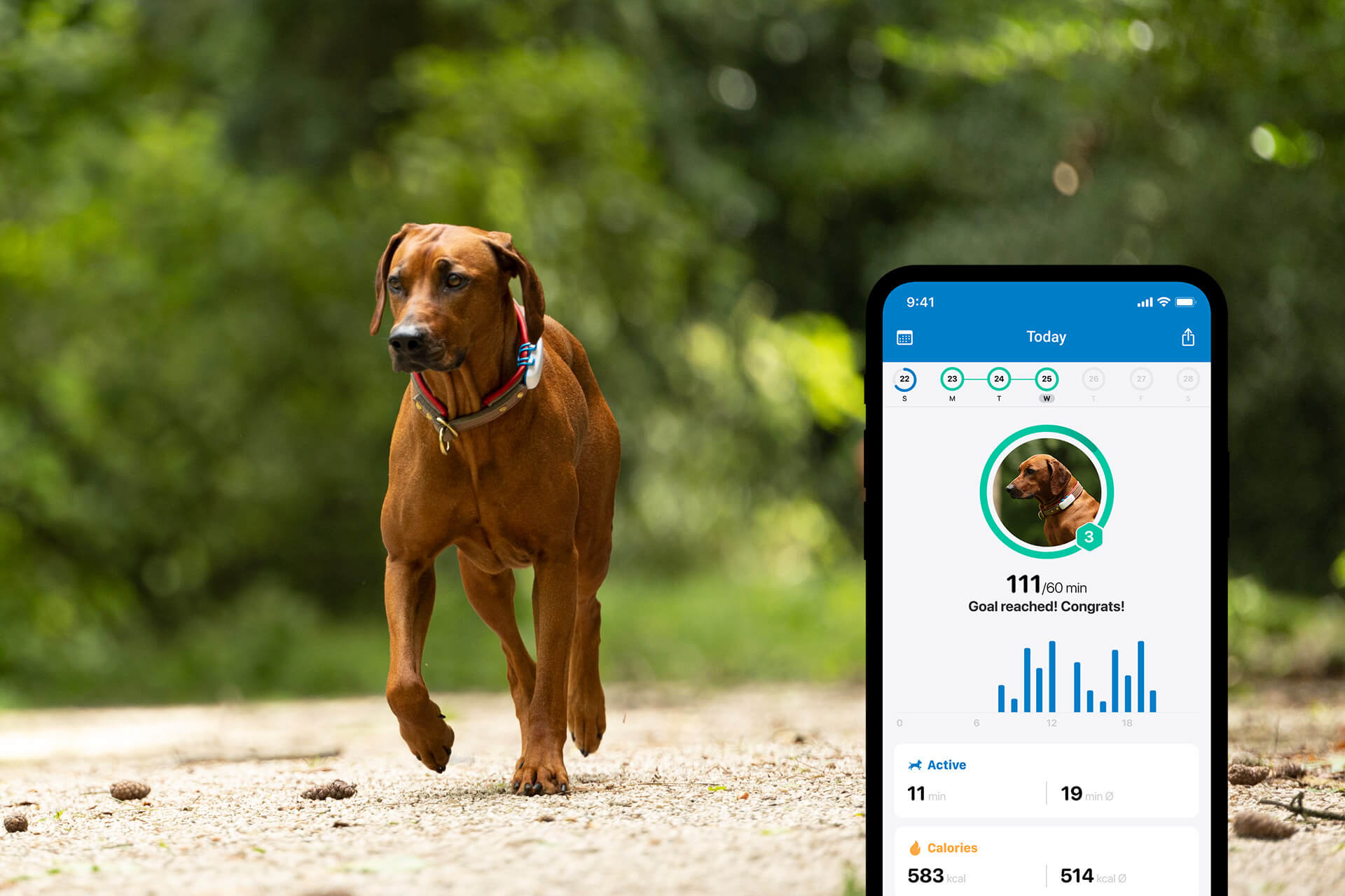 Brauner Hund mit GPS Tracker neben Appscreen mit Aktivitätstracking