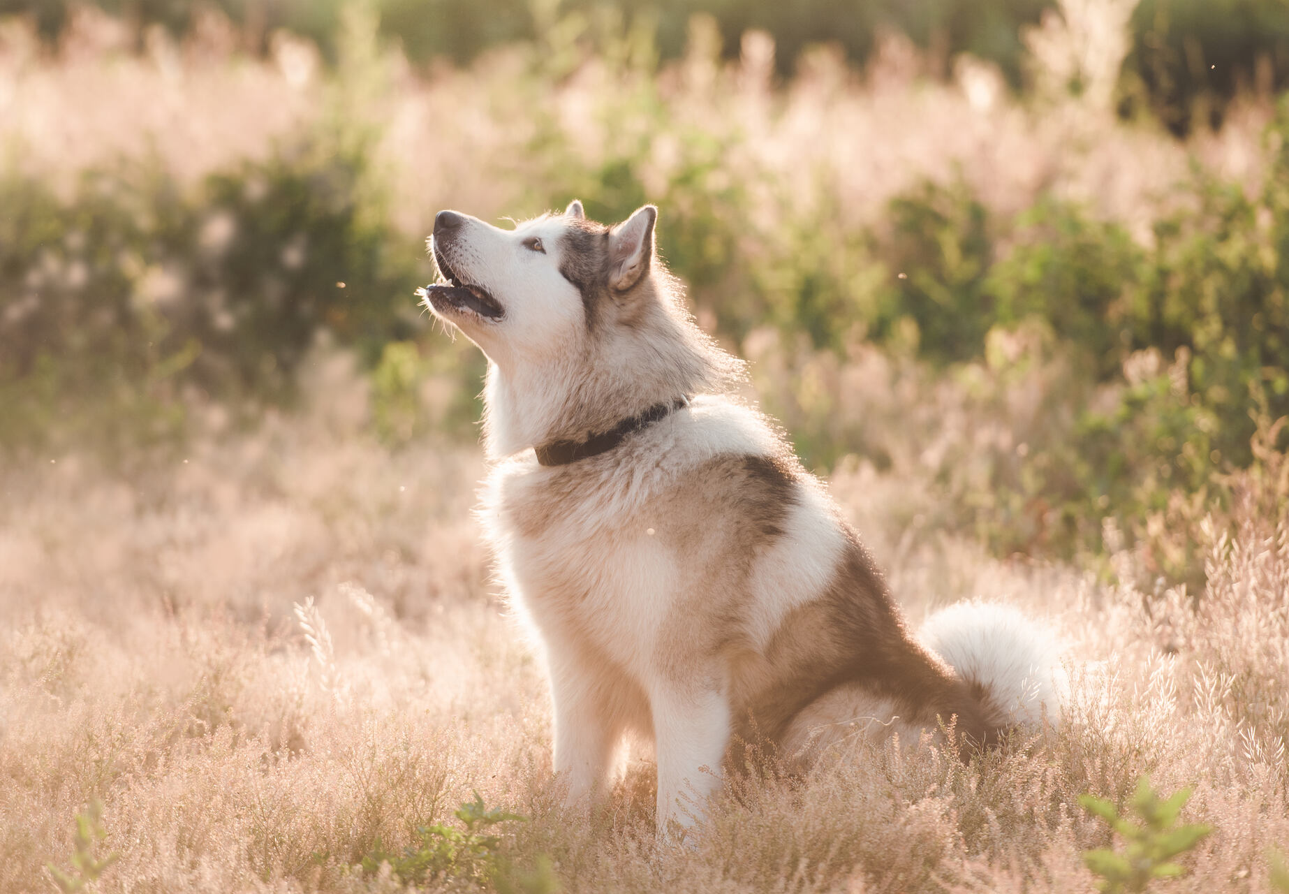 A Malamute howling in a field