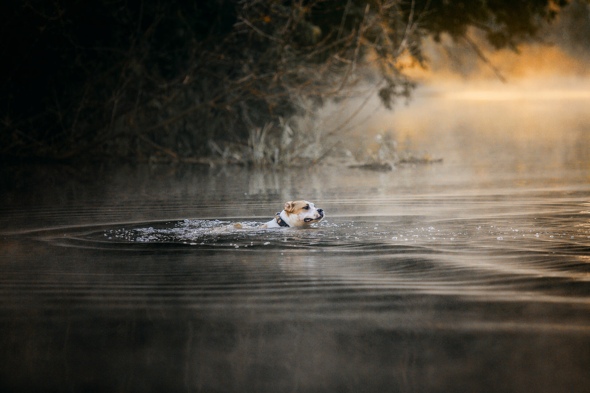 A dog swimming in a freshwater pond