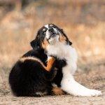 A puppy itching itself in a fall garden