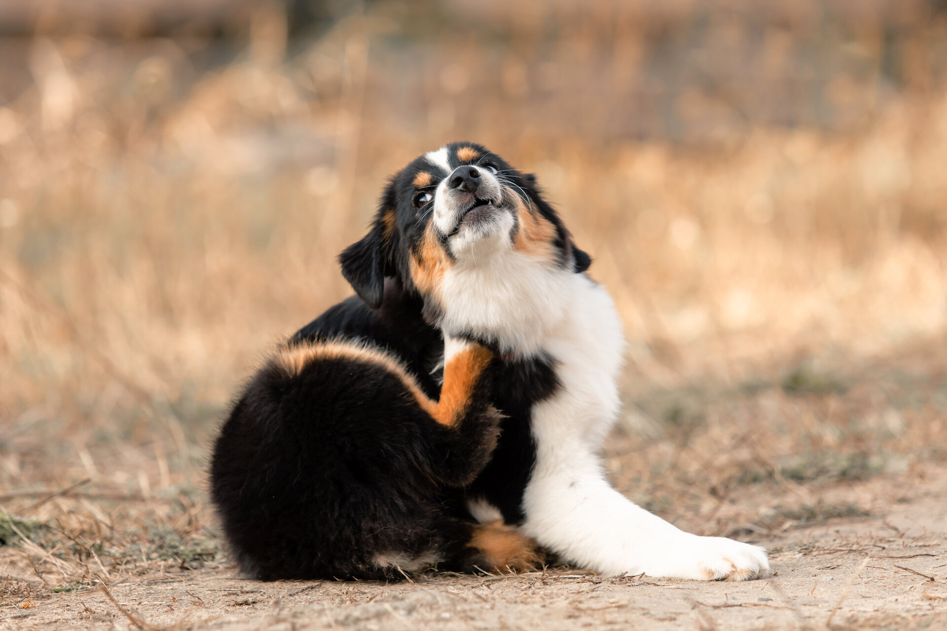 A puppy scratching itself