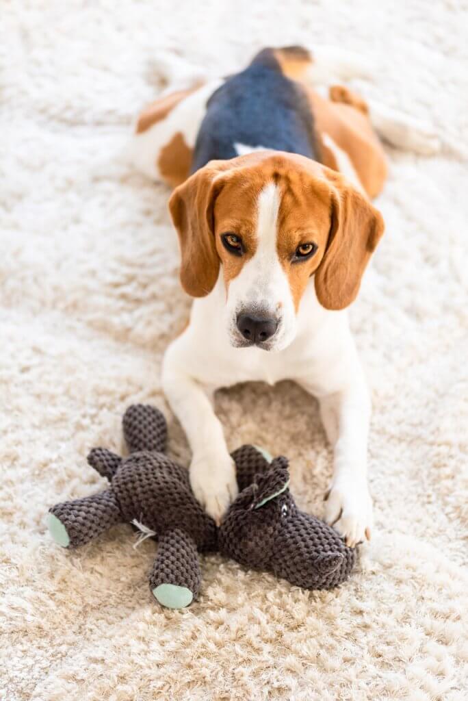 A dog guarding a toy on a carpet