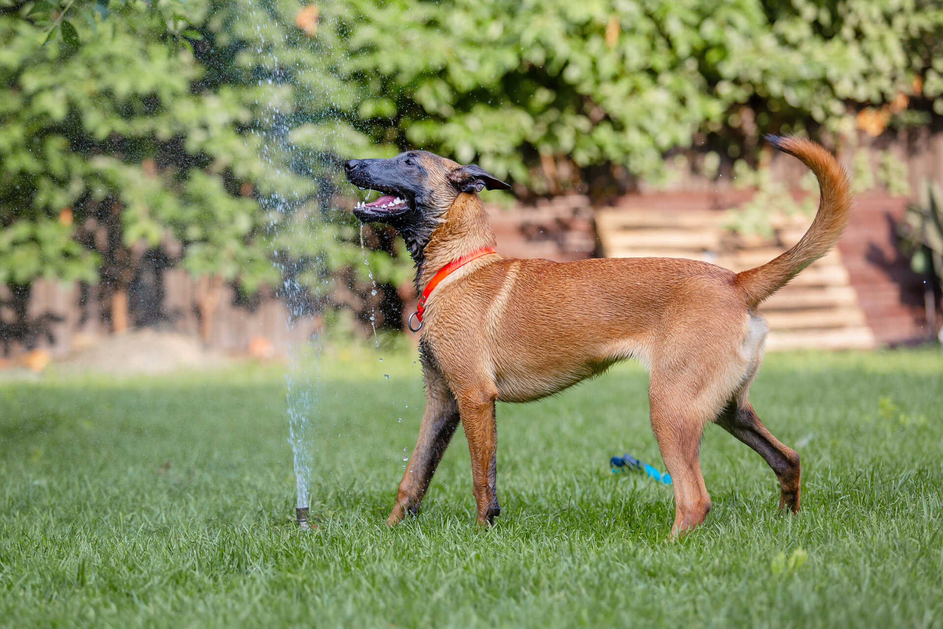 A dog playing with lawn sprinklers