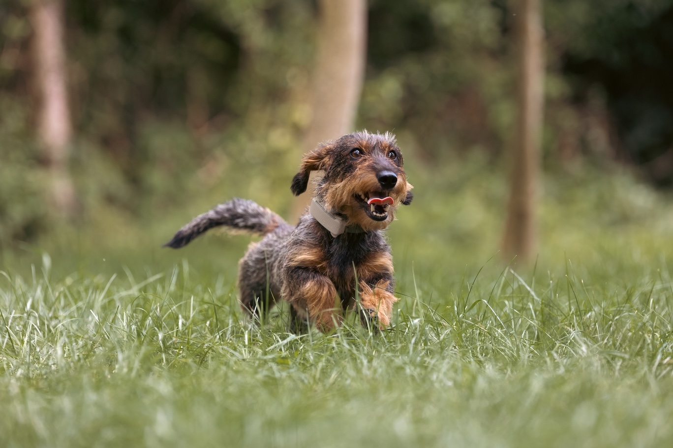 Brauner Rauhaardackel läuft mit dem Tractive Dog 6 durch ein Feld