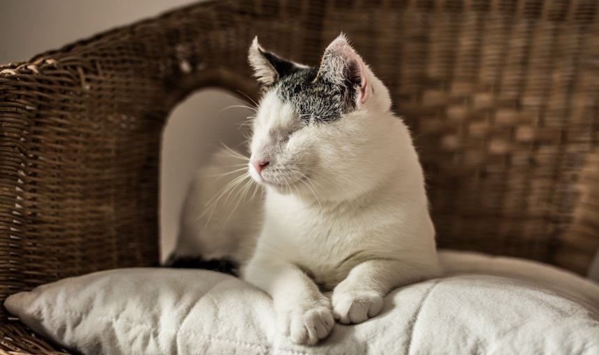 Grau-weiße blinde Katze sitzt auf einem gepolsterten Stuhl