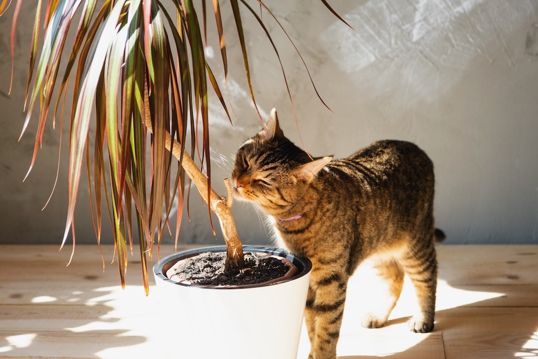 Braun getigerte Katze schnüffelt an Zimmerpalme