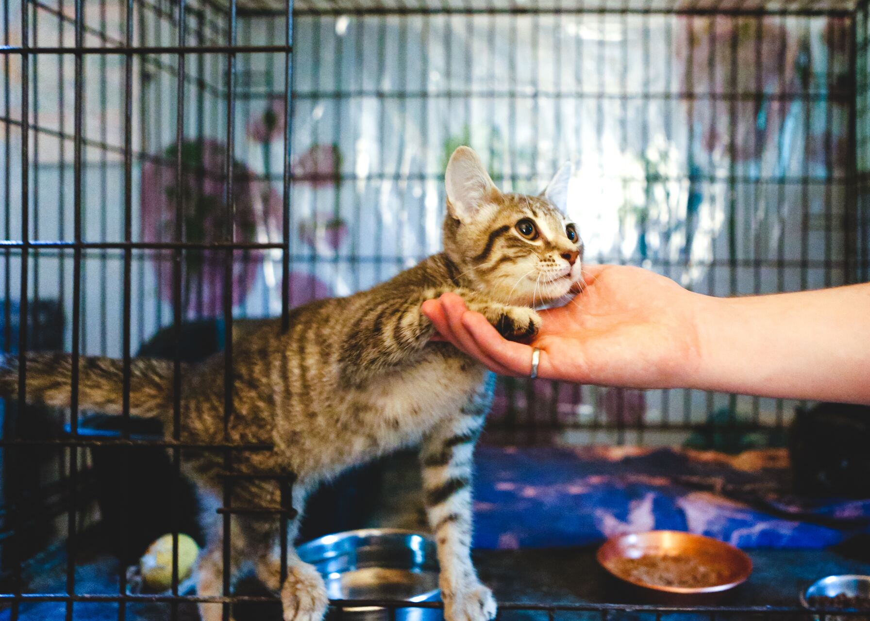 A man adopting a shelter cat