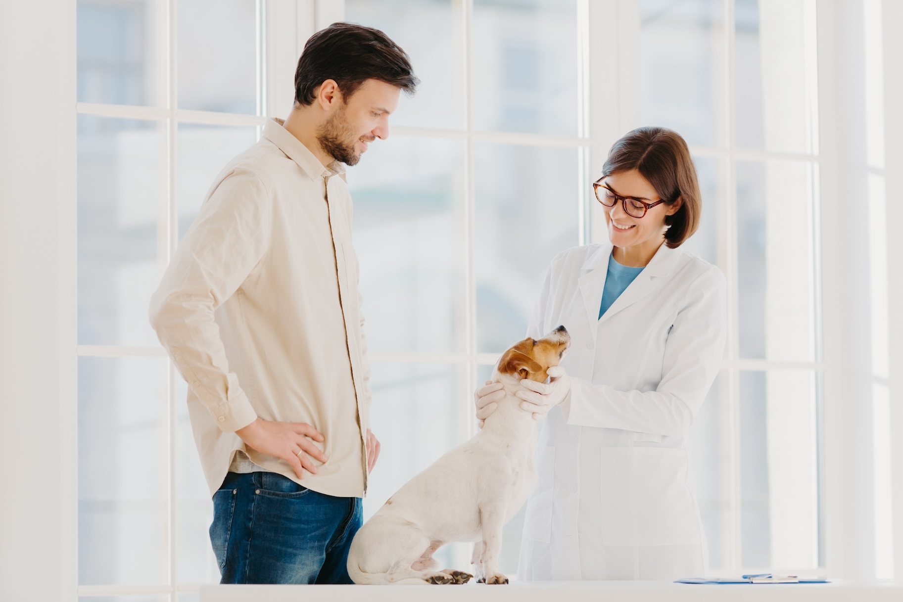 Weiß-brauner kleiner Hund beim Tierarzt mit seinem Besitzer, wird von Tierärztin untersucht