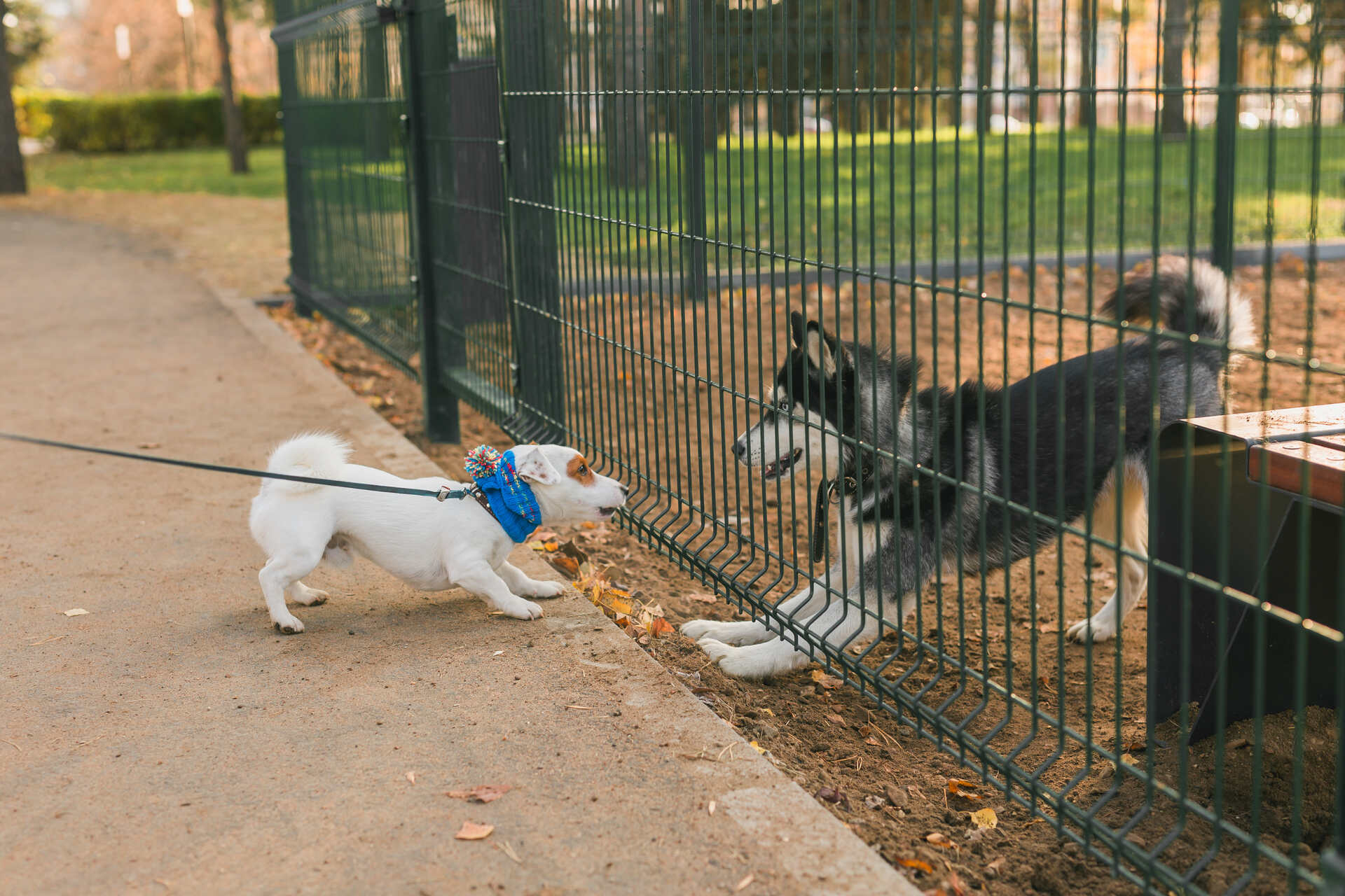 A pair of dogs interacting through a fence