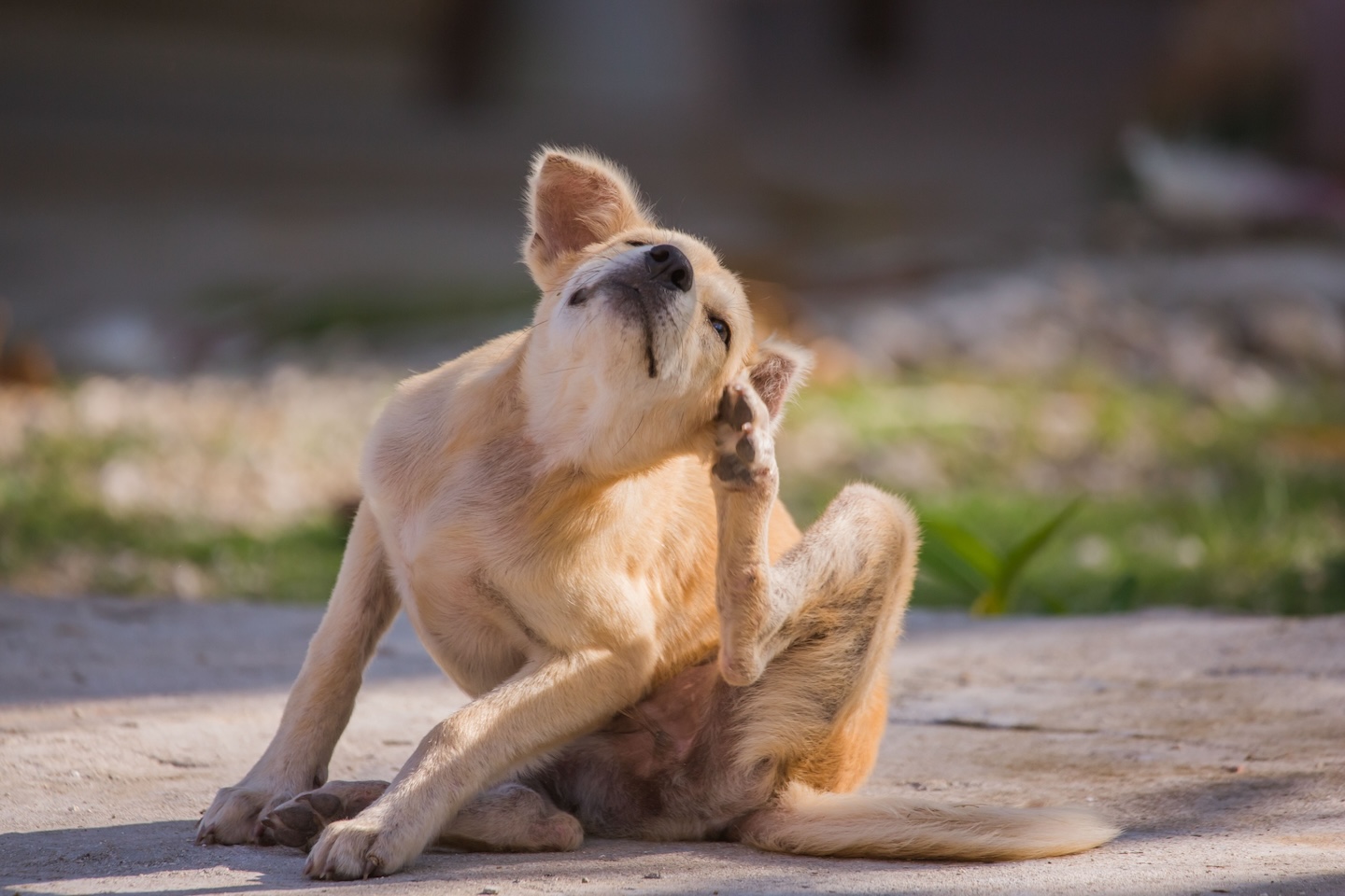 Heller Hund kratzt sich unter dem Ohr