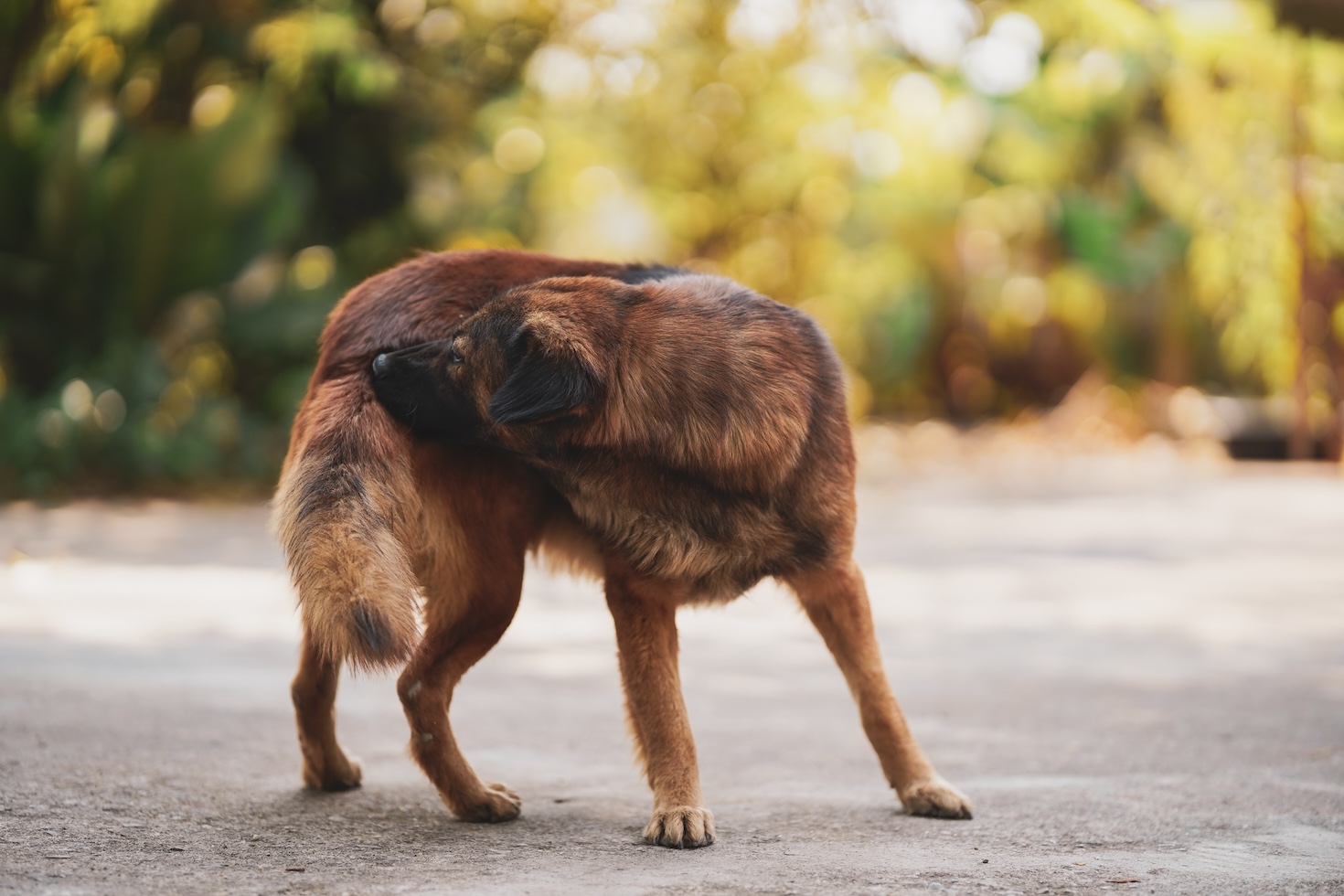 Brauner Hund beißt und schleckt sich das Fell aufgrund von Juckreiz