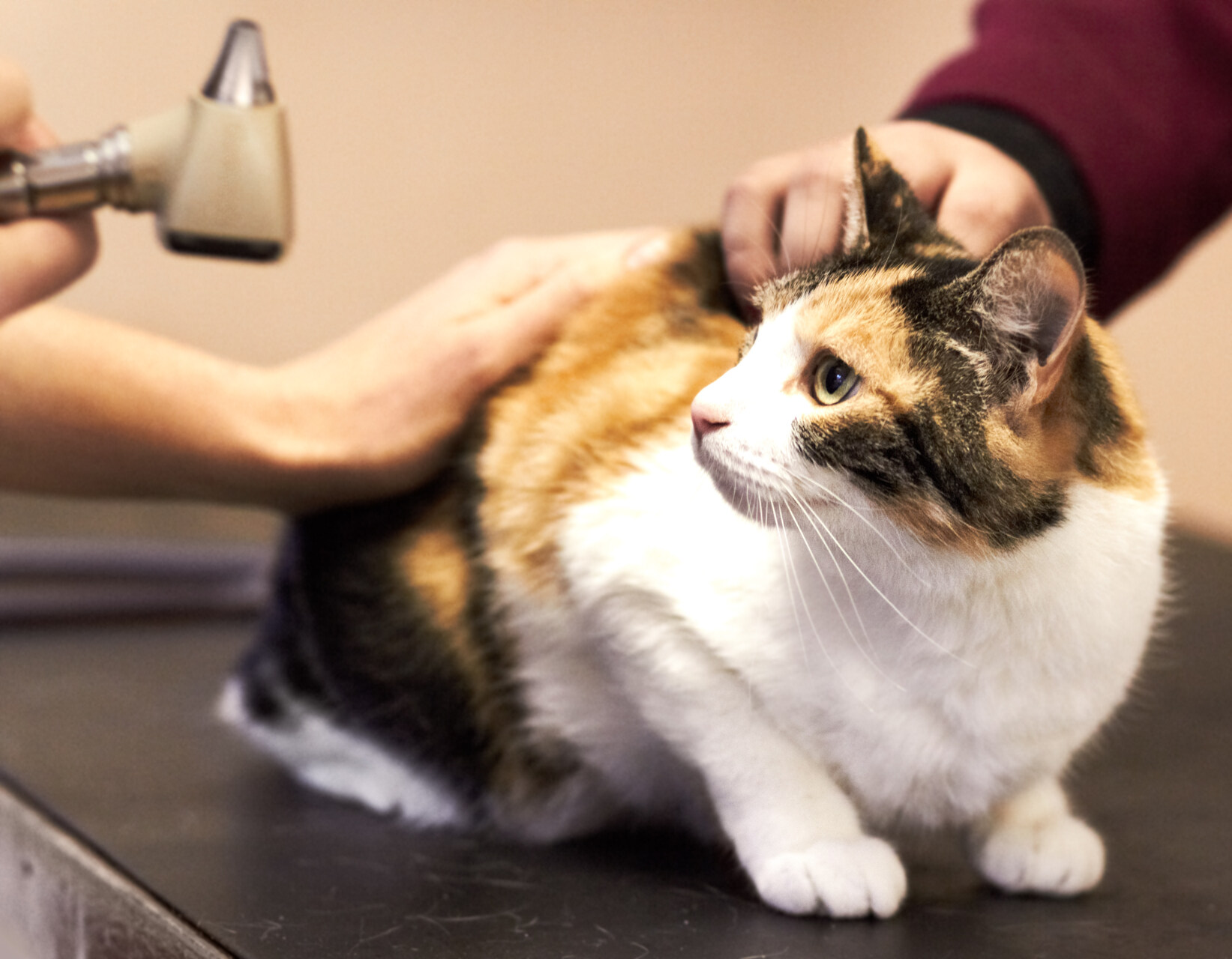 A cat at a vet's clinic, getting checked for lice and fleas