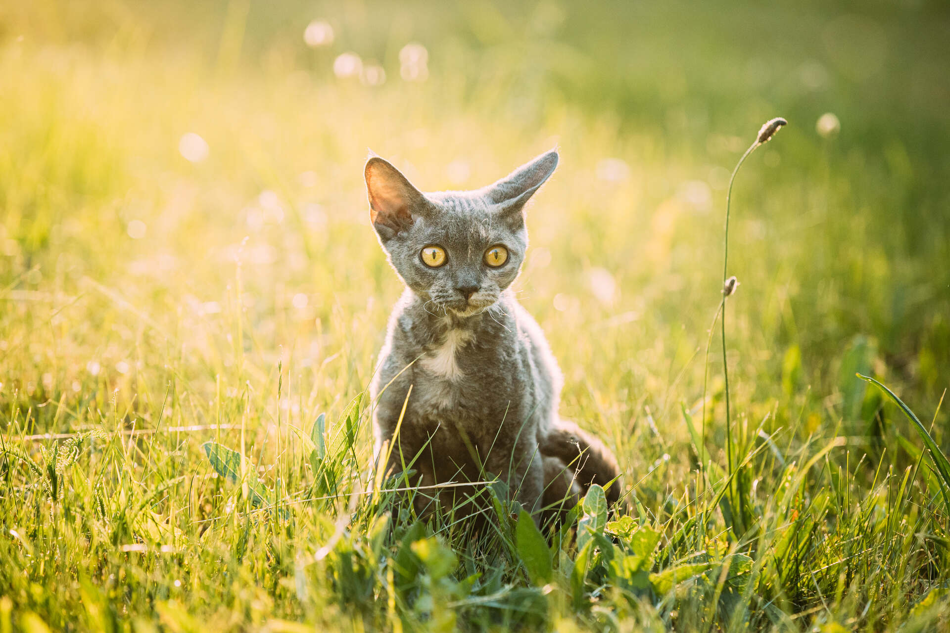 A Devon Rex cat sitting in the grass