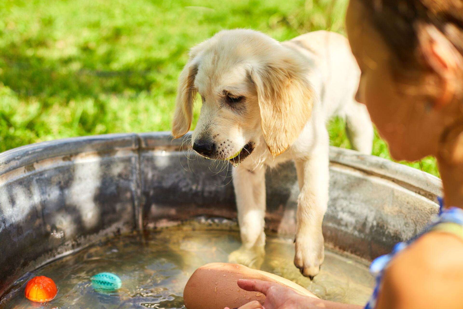 A dog dipping its paws in a kiddie pool