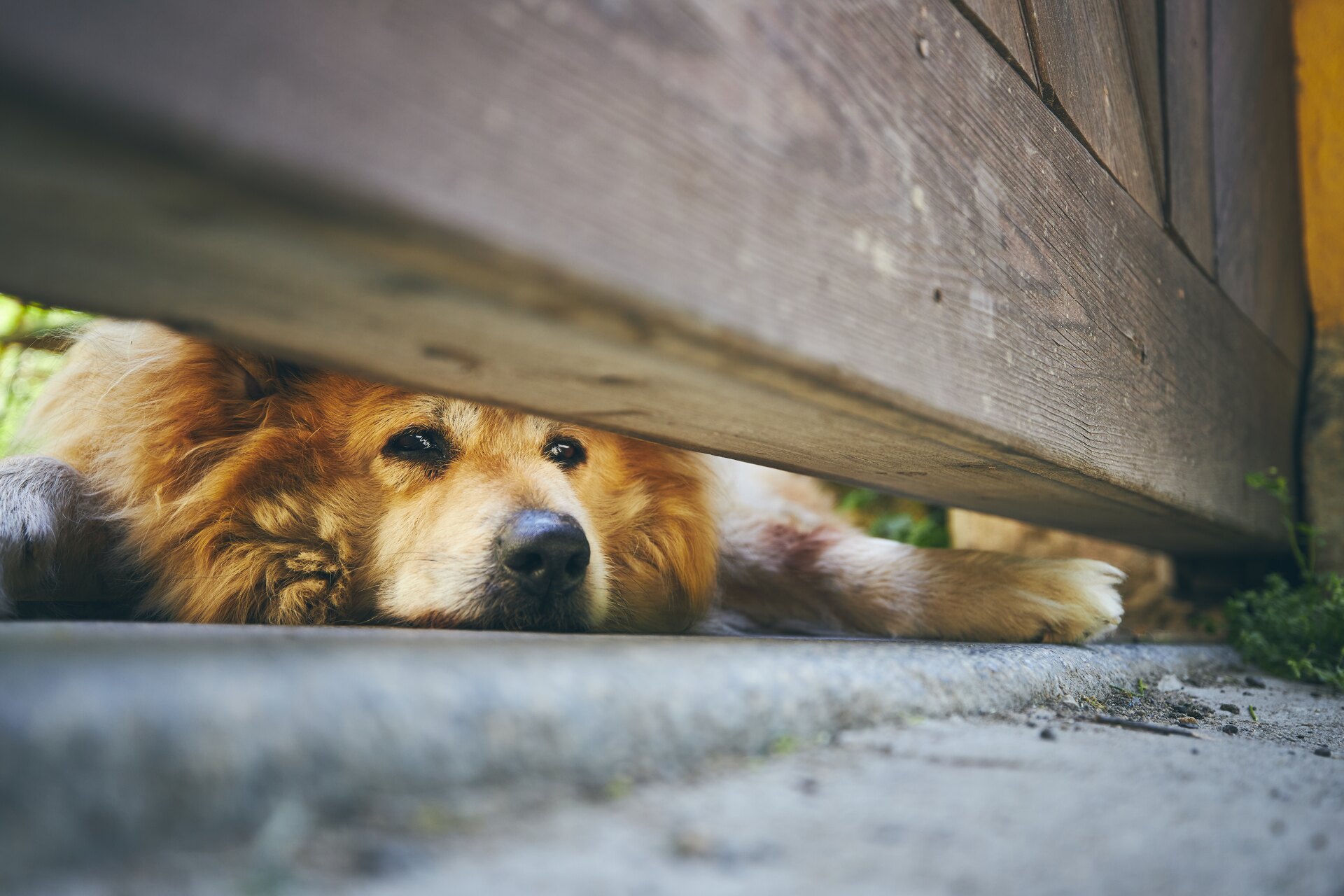 A dog trying to sneak outdoors from under a gate