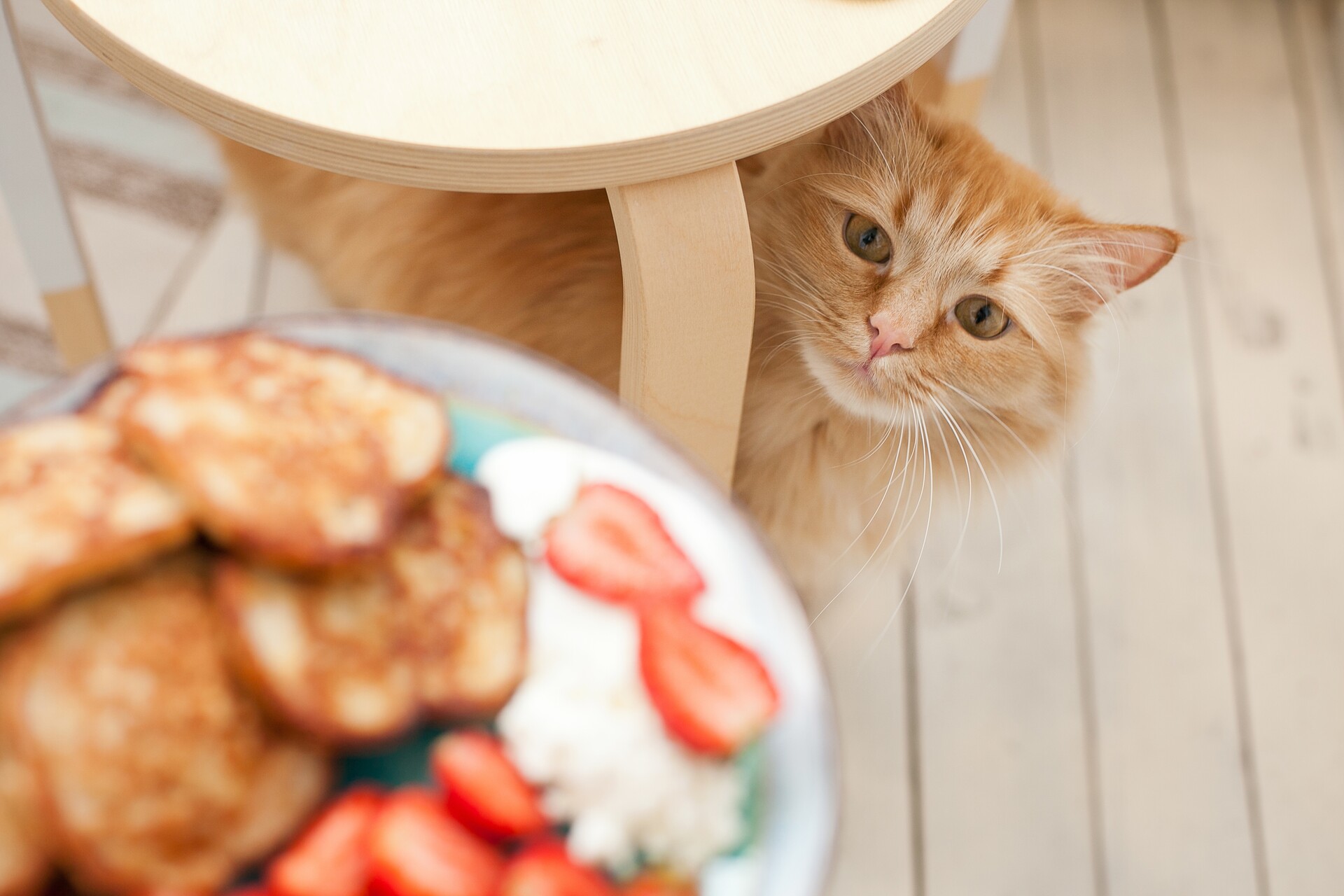 A cat looking at a plate full of pancakes