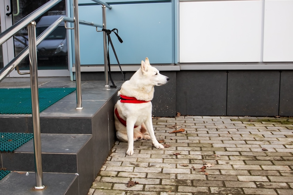 Weißer Hund ist vor einem Geschäft angebunden