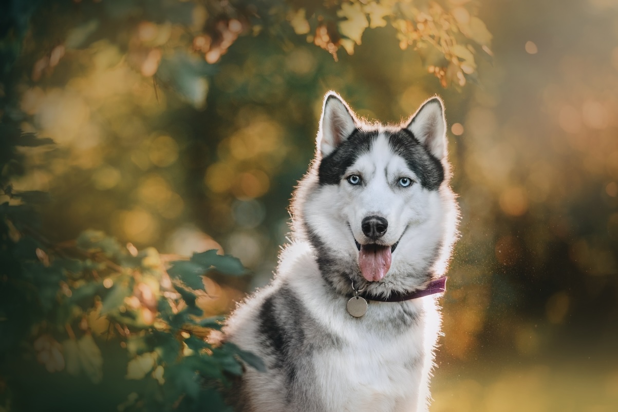 Husky mit Hundemarke im Freien