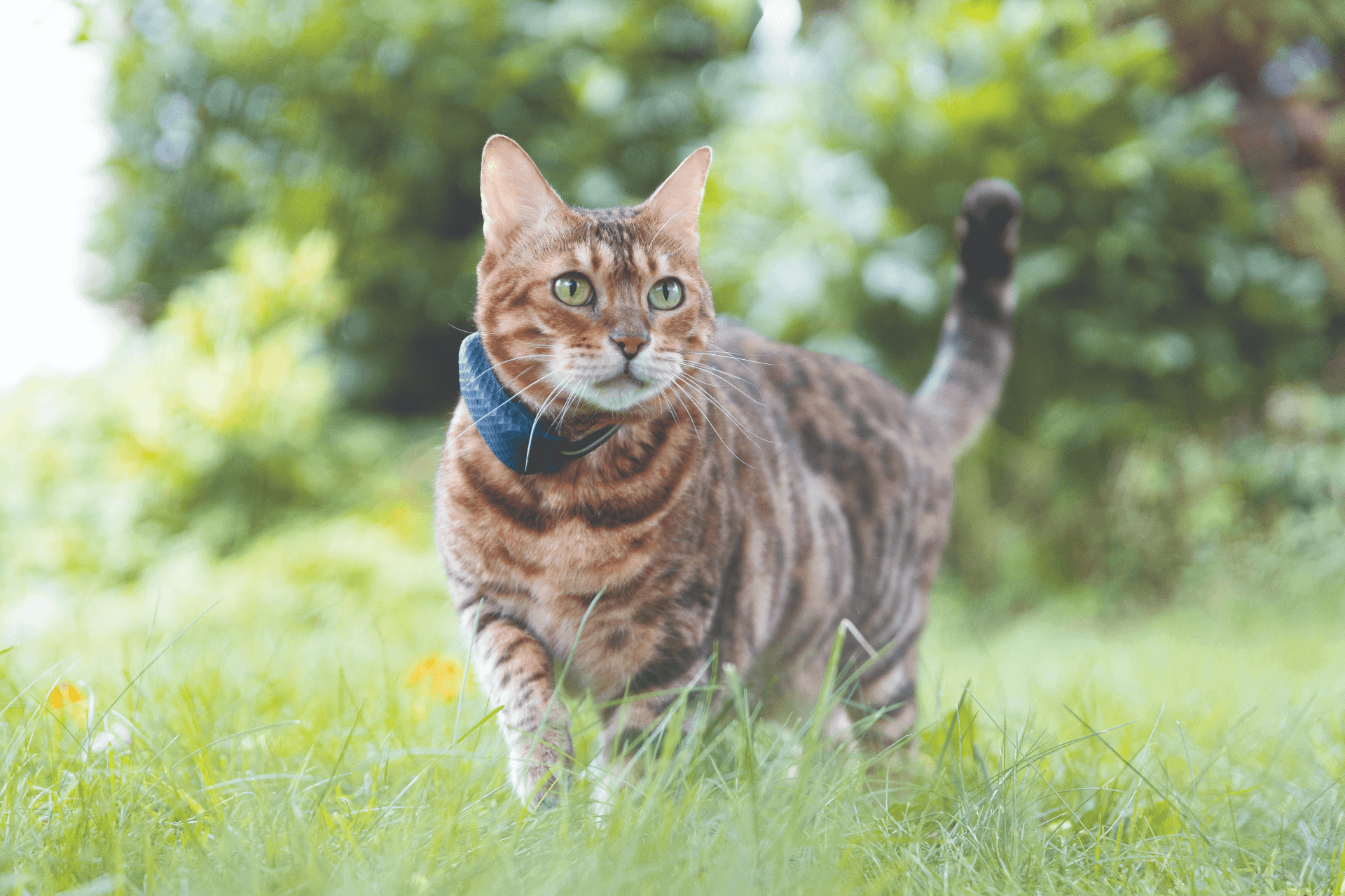 gato con un localizador GPS al aire libre en el bosque