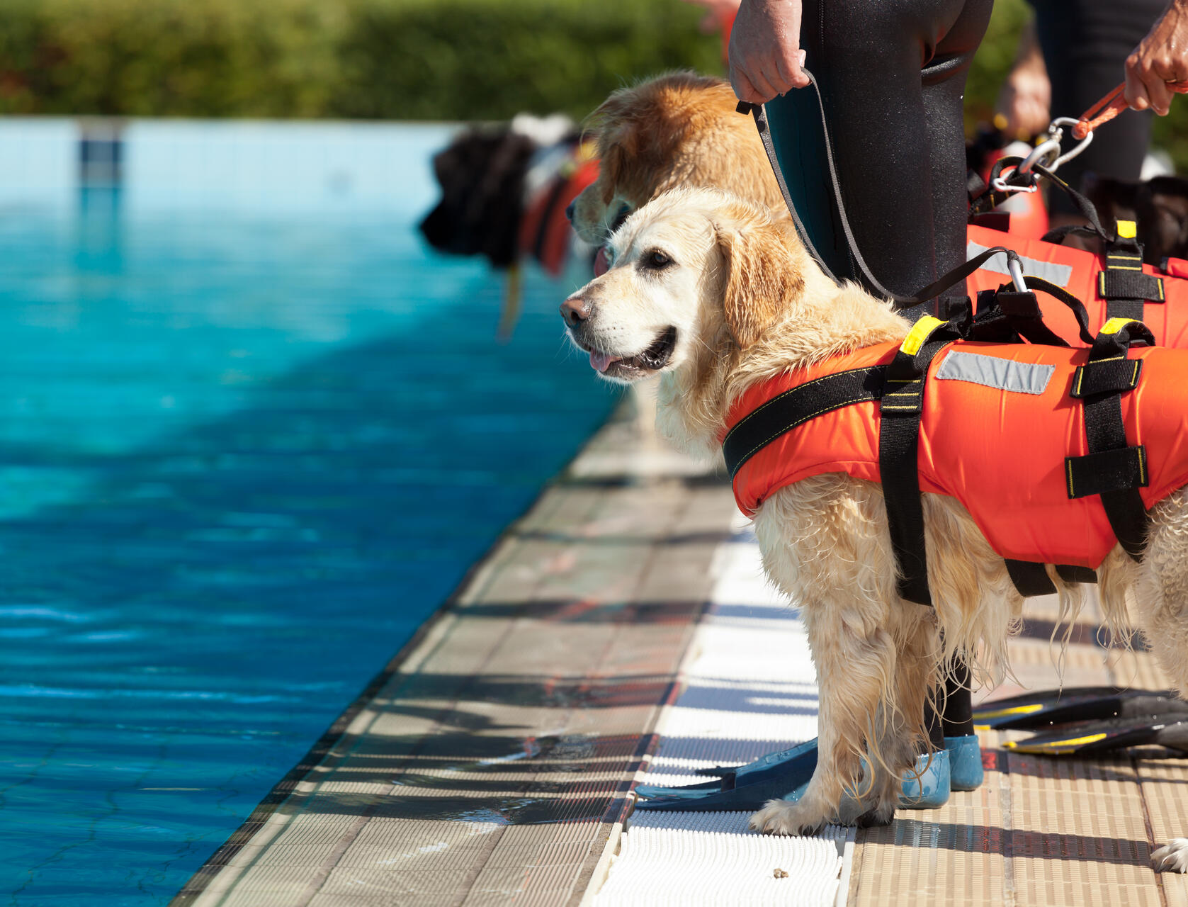 A dog wearing an orange life jacket next to a pool