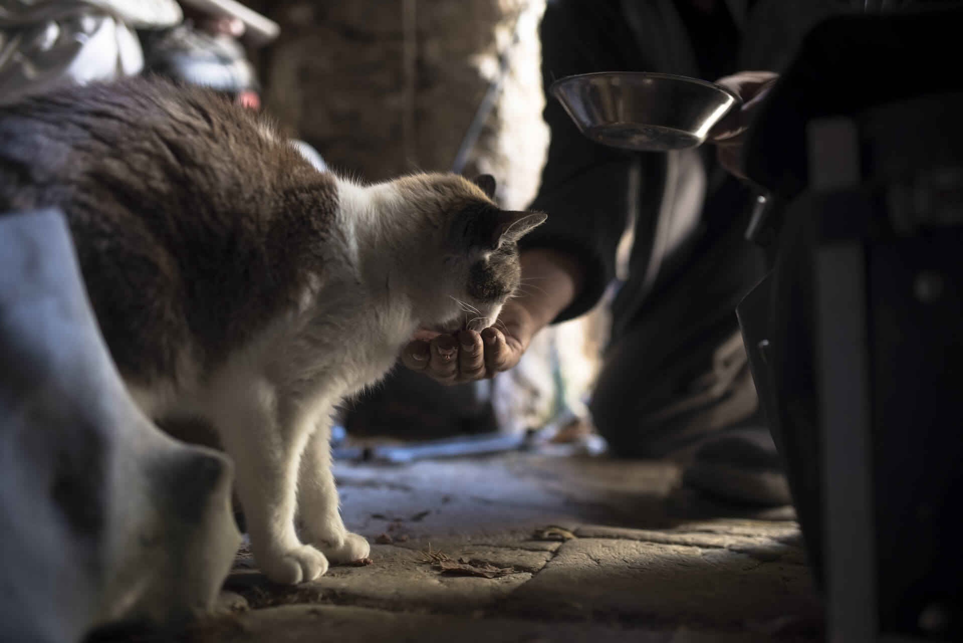 A man feeding a cat on a wooden floor