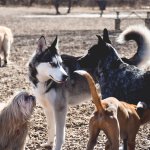 A pack of dogs playing at a park